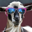 Picture of a goat wearing sunglasses